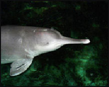 20080318-baiji -dolphin-extinct_170 env news.jpg